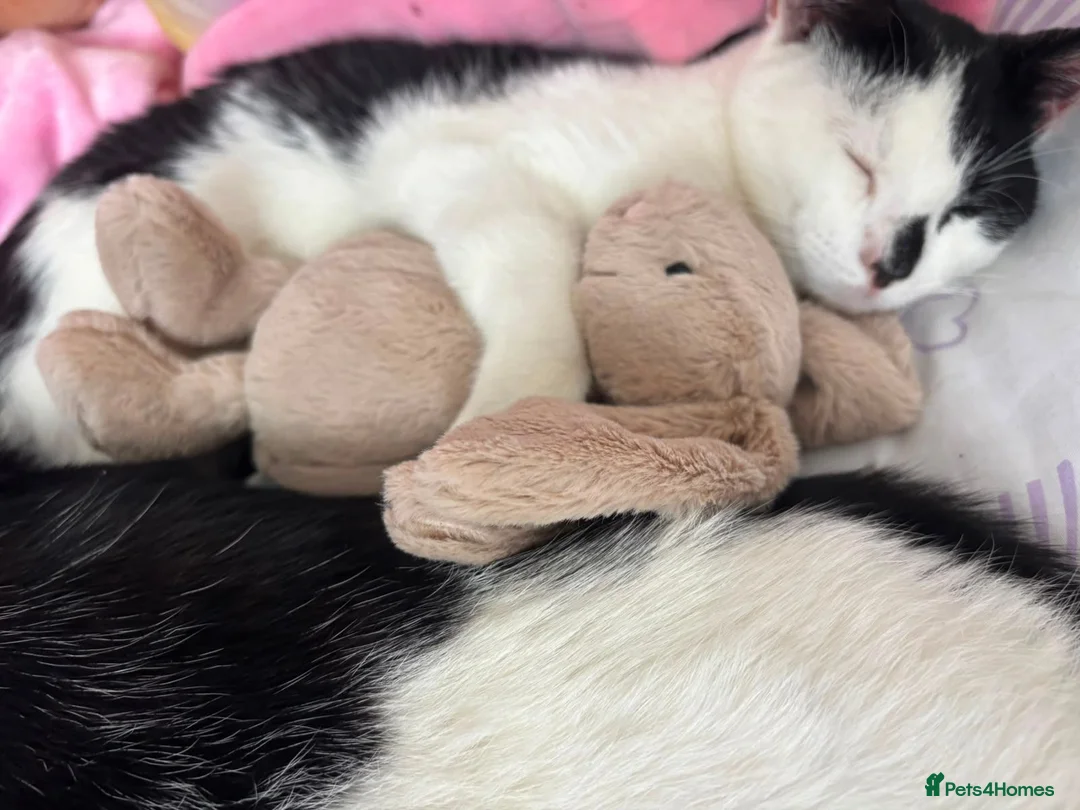Domestic Shorthair cats for sale: Male domestic short haired cats  - Advert 2