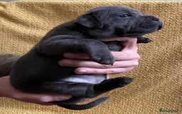 Staffordshire Bull Terrier dogs for sale: Beautiful Blue Champion Staffy Pups - Image 6