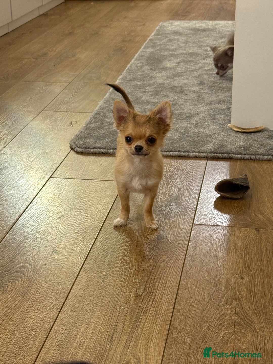 Chihuahua dogs for sale: Last show quality KC long coat Boy  - Advert 27