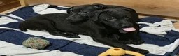 Patterdale Terrier dogs for sale: Patterdale Puppies - Females - Advert 13