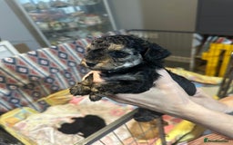 Yorkiepoo dogs for sale: Yorkiepoo puppies for sale - Image 3