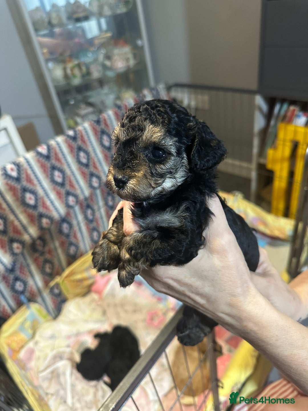 Yorkiepoo dogs for sale: Yorkiepoo puppies for sale - Image 3