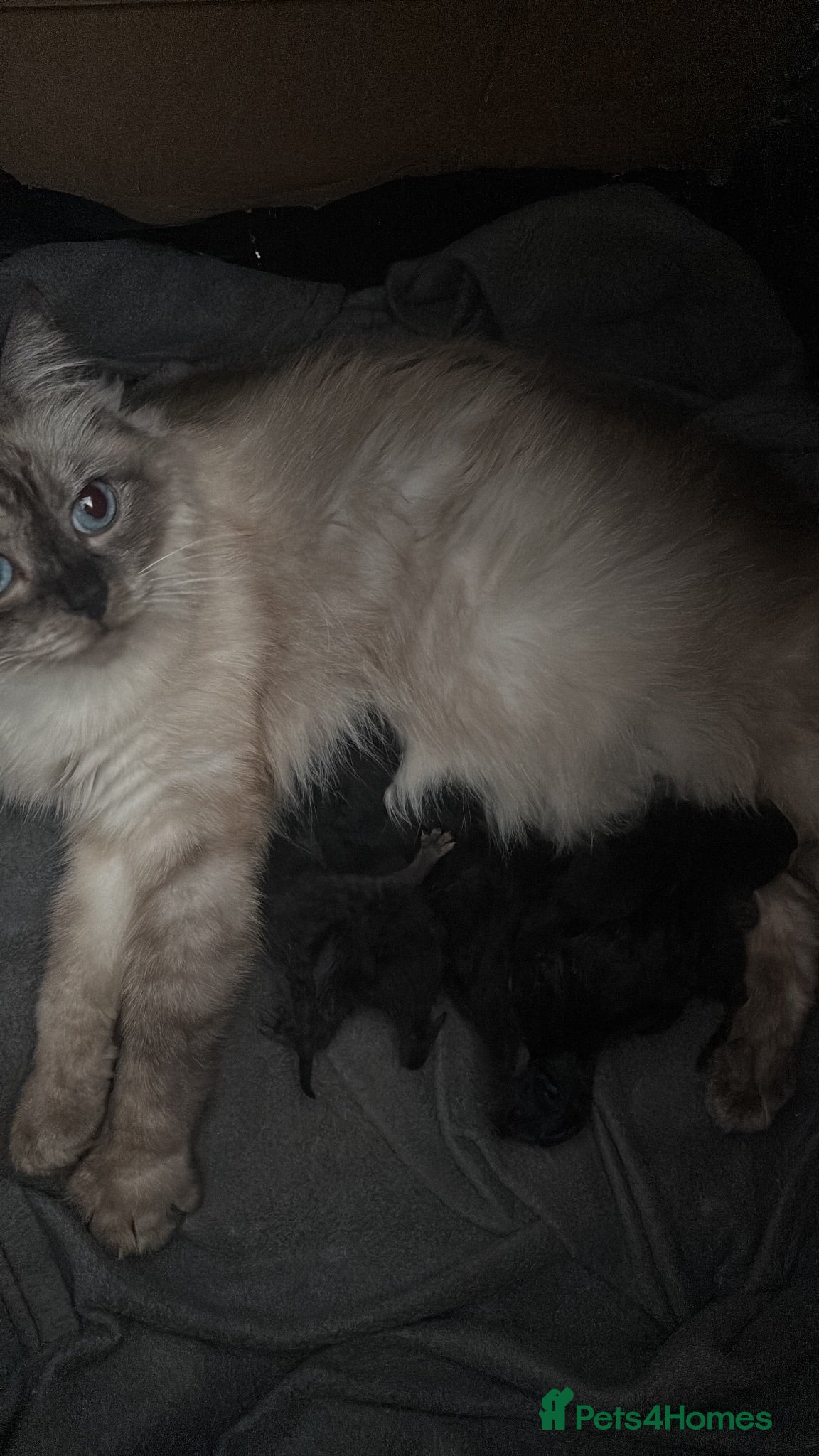 Mixed Breed cats Ragdoll X British short hair kittens  - Advert 1
