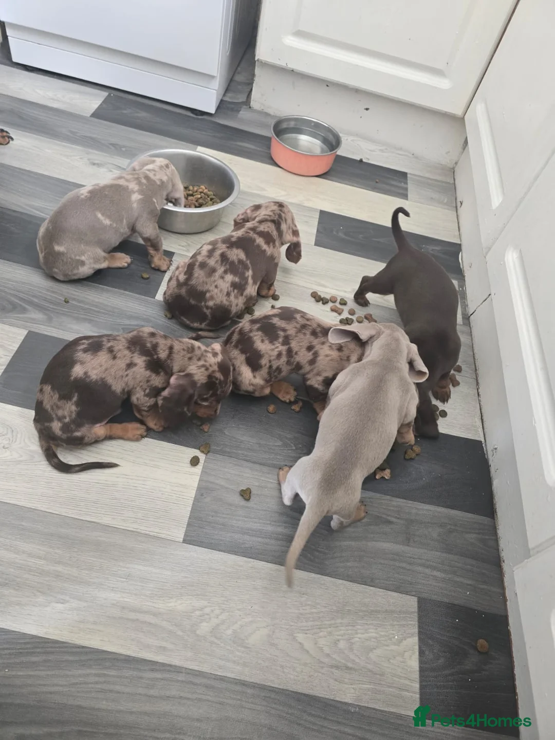 Miniature Dachshund dogs for stud: Chocolate tweed dapple mini daxy VERY EXPERIENCED in Bolton - Advert 14