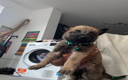 Mixed Breed dogs for sale: German Shepherd x Belgian Malinois - Image 8