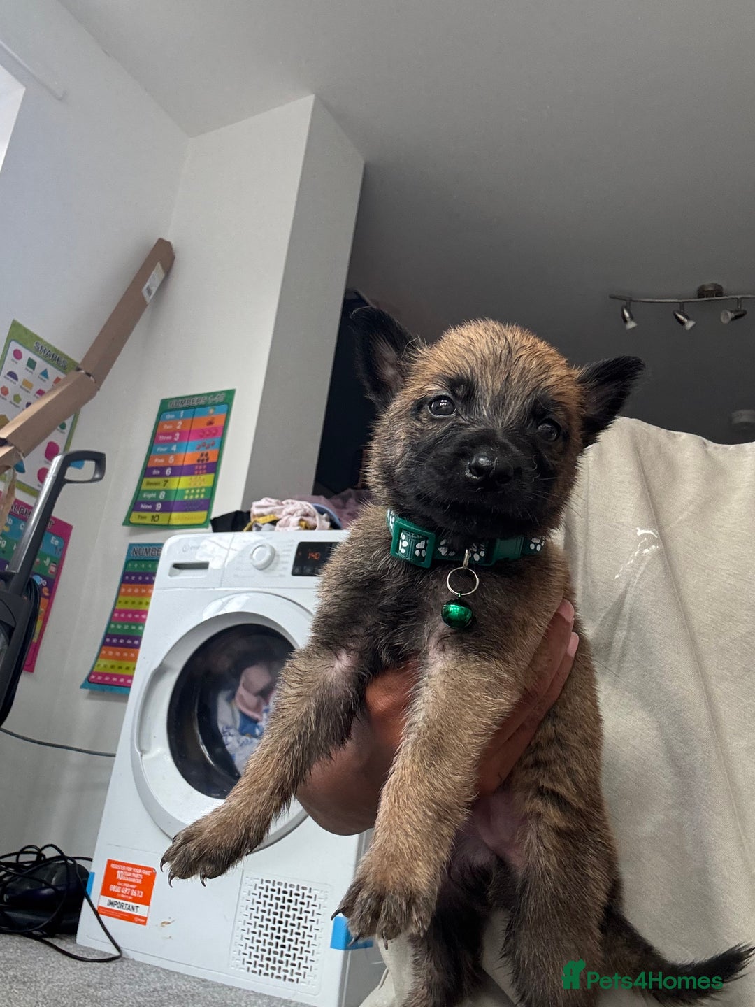 Mixed Breed dogs for sale: German Shepherd x Belgian Malinois - Image 8