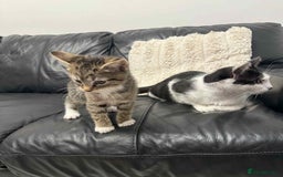 Mixed Breed cats for sale: Kitten (Male) - Image 6