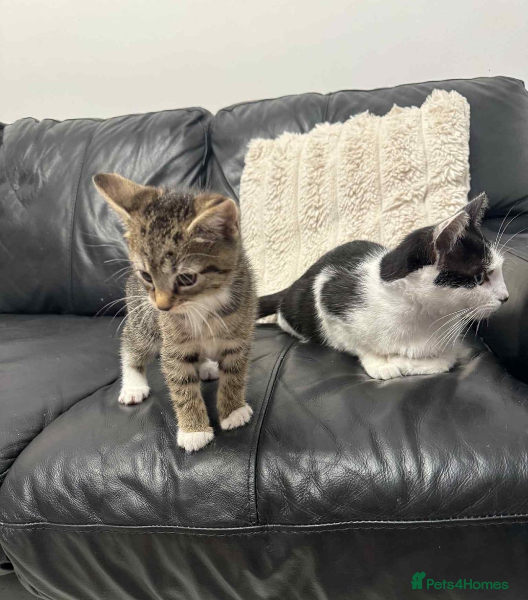 Mixed Breed cats for sale: Kitten (Male) - Image 6