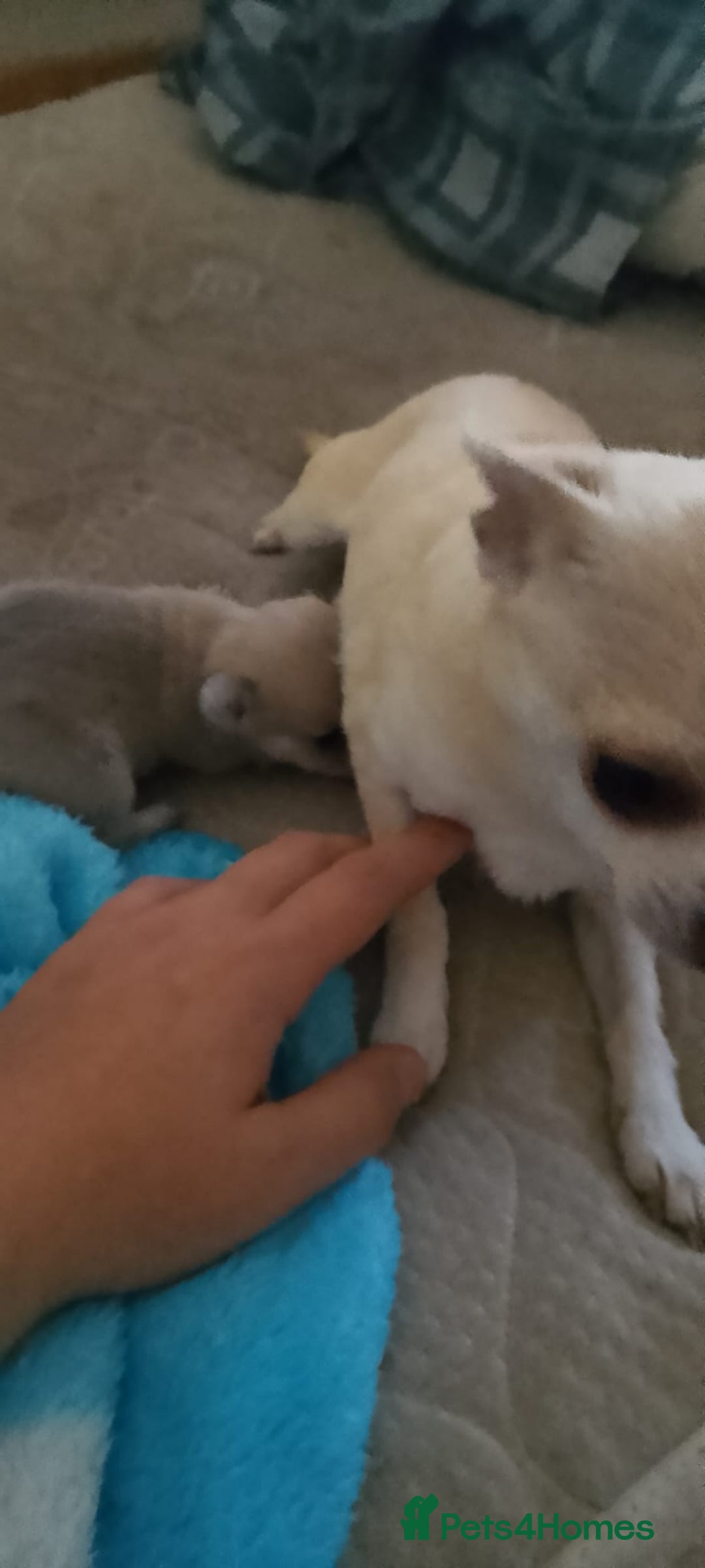 Chihuahua dogs for sale: chihuahua beautiful little girl - Image 2