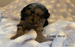 Cockapoo dogs for sale: Stunning F2 Cockapoo puppies fully DNA tested  - Image 11