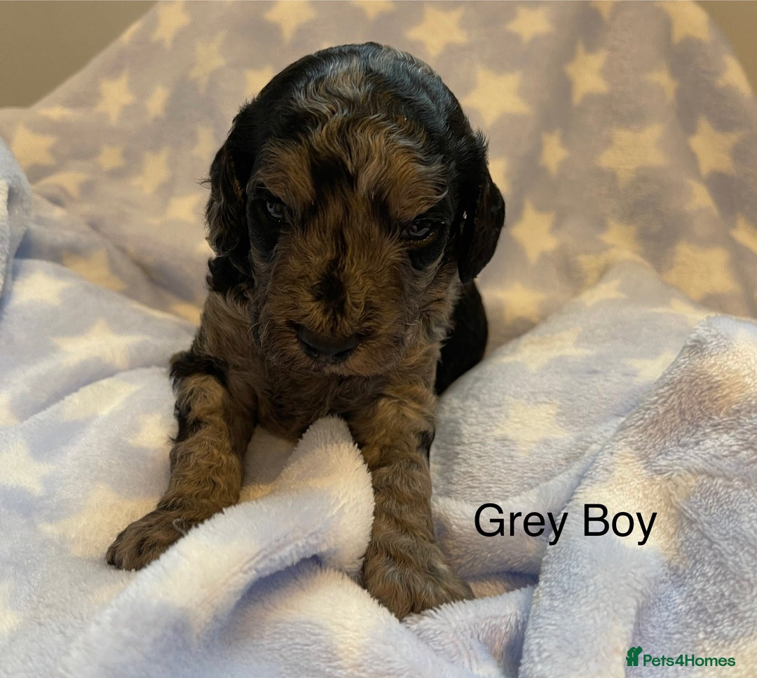 Cockapoo dogs for sale: Stunning F2 Cockapoo puppies fully DNA tested  - Image 11