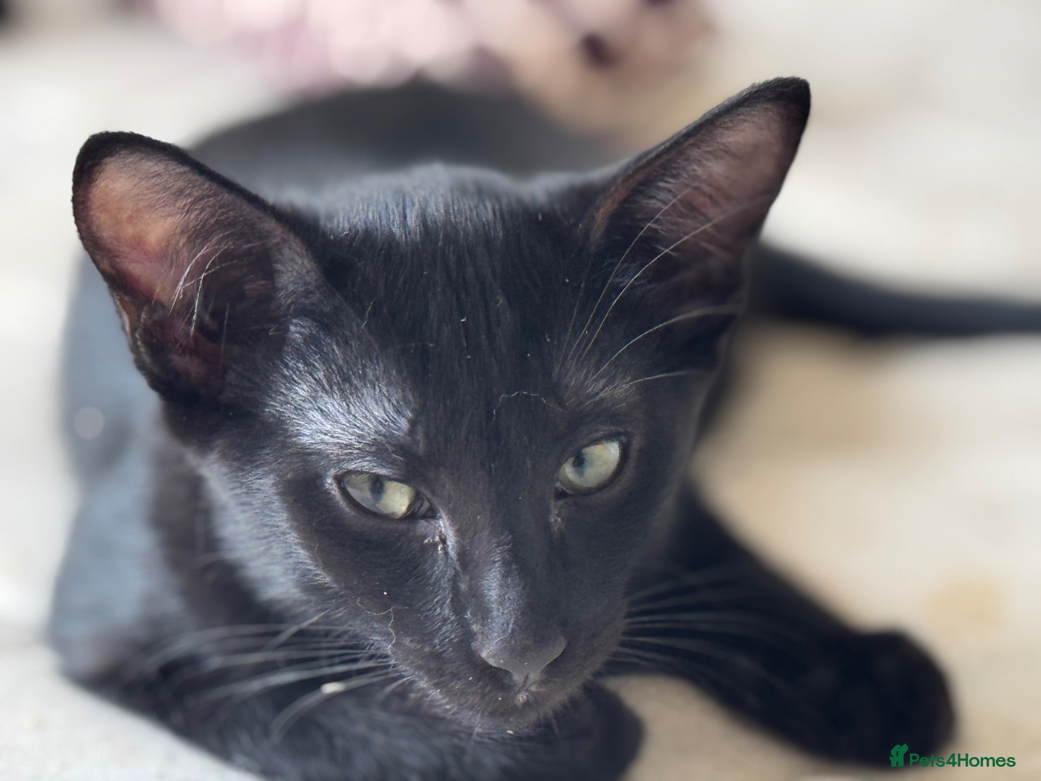 Mixed Breed cats for sale: Oriental Kittens for sale, Ready NOW, 4 left - Advert 1