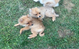 German Spitz dogs for sale: 4x Beautiful German Spitz Pomeranian Puppies  - Image 15