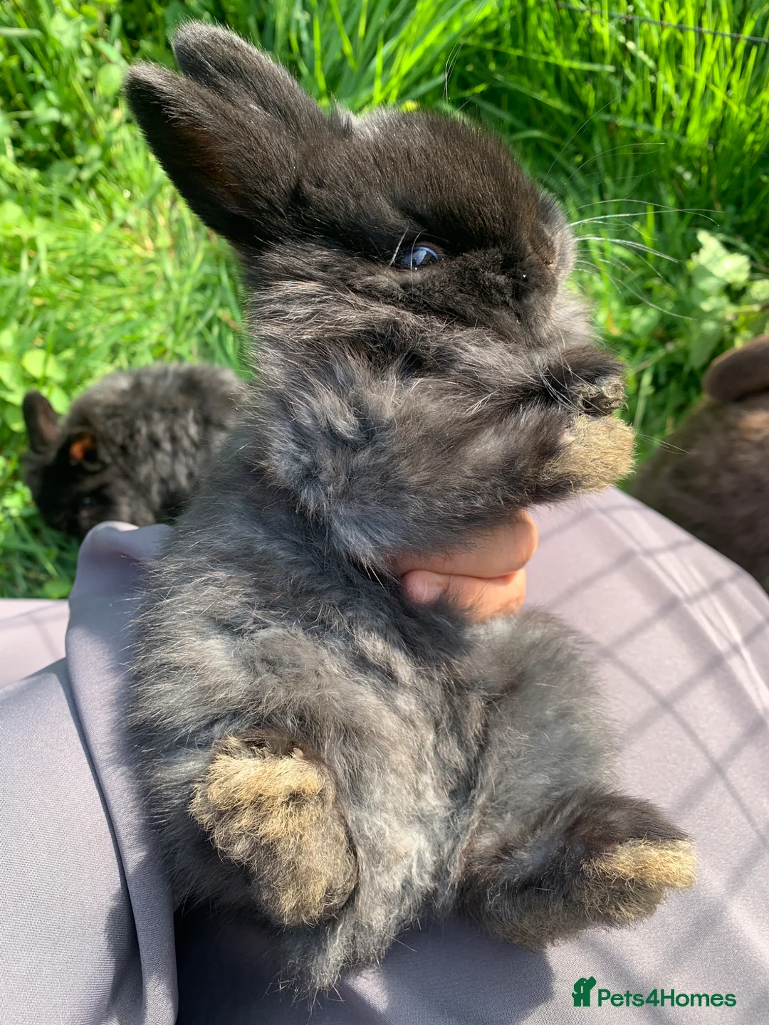 Netherland Dwarf rabbits for sale: Netherland Dwarfs LAST 1 LEFT - Advert 1