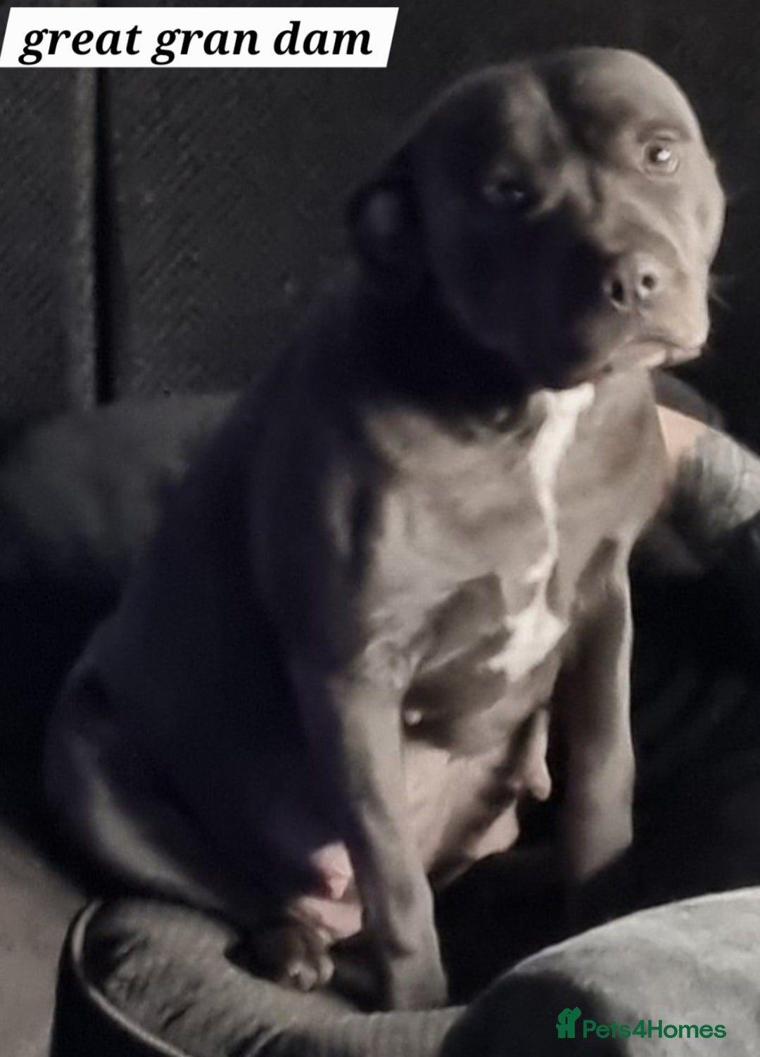 Staffordshire Bull Terrier dogs for sale: KC KING FURY X KASSIUS DAUGHTER PUPS  - Advert 8