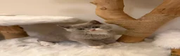 British Shorthair cats for sale: READY NEXT WEEK - FULL PEDIGREE REGISTERED BSH - Advert 36