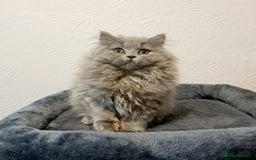 British Longhair cats for sale: TICA Beautiful Blue British Longhair Female - Image 7