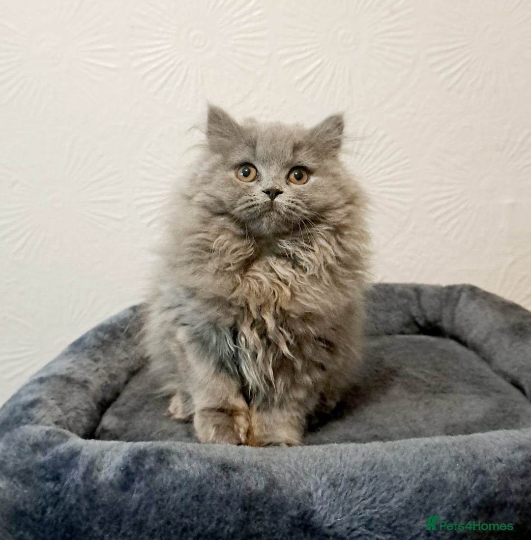 British Longhair cats for sale: TICA Beautiful Blue British Longhair Female - Image 7