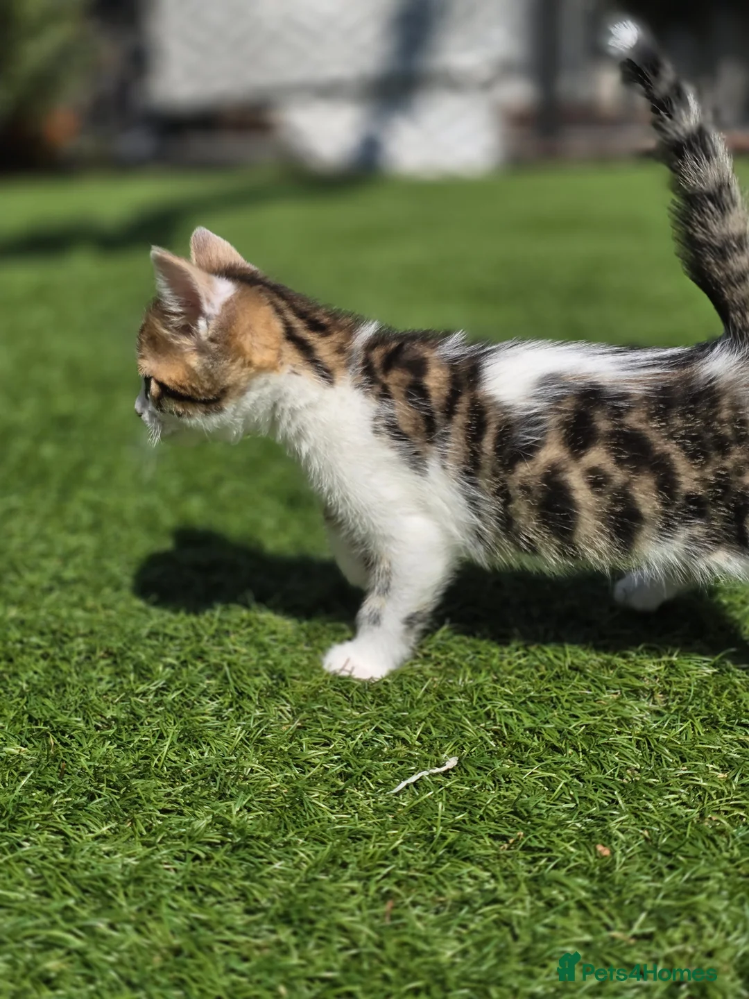 Bengal cats for sale: Bengal cross tabby Ready now in Croydon - Advert 2