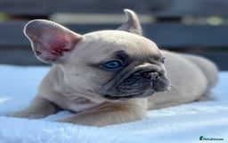 French Bulldog dogs for sale: QUALITY HEALTH TESTED KC FRENCH BULLDOG PUPPIES - Image 22