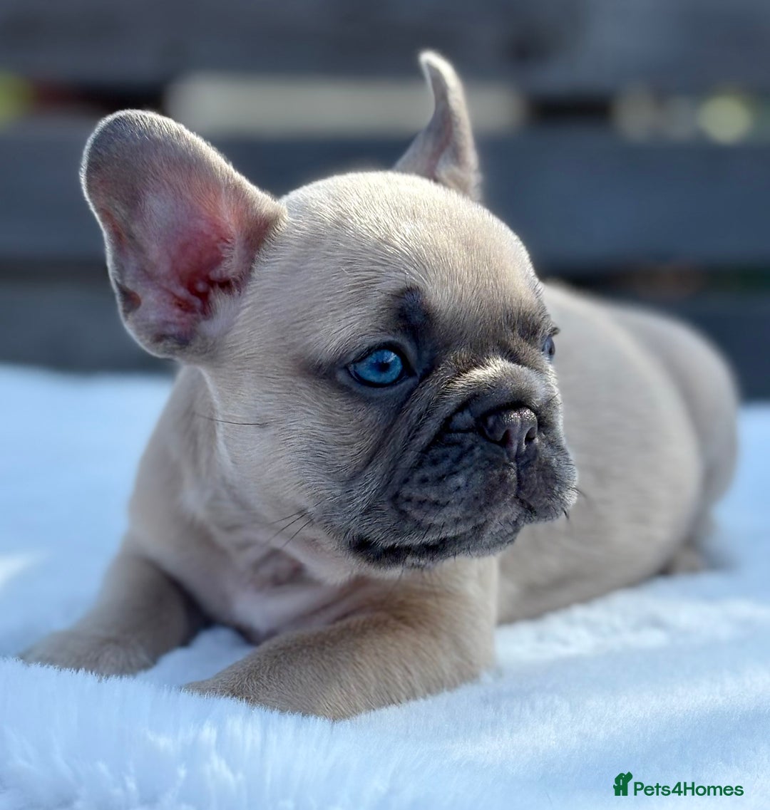 French Bulldog dogs for sale: QUALITY HEALTH TESTED KC FRENCH BULLDOG PUPPIES - Image 22