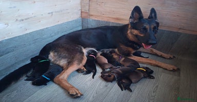 German Shepherd dogs - Advert 6