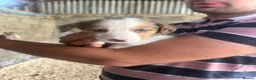 Border Collie dogs for sale: Collie puppies - merles  - Advert 15