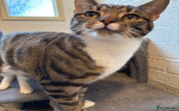 Mixed Breed cats for sale: Two beautiful cats - Image 4