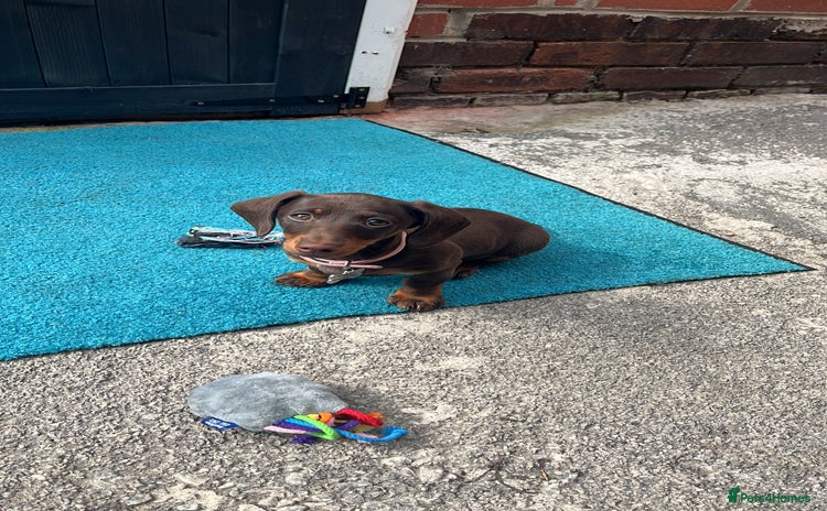 Dachshund dogs for sale - Advert 1