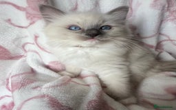 Ragdoll cats for sale: Ragdoll kittens  - Image 3