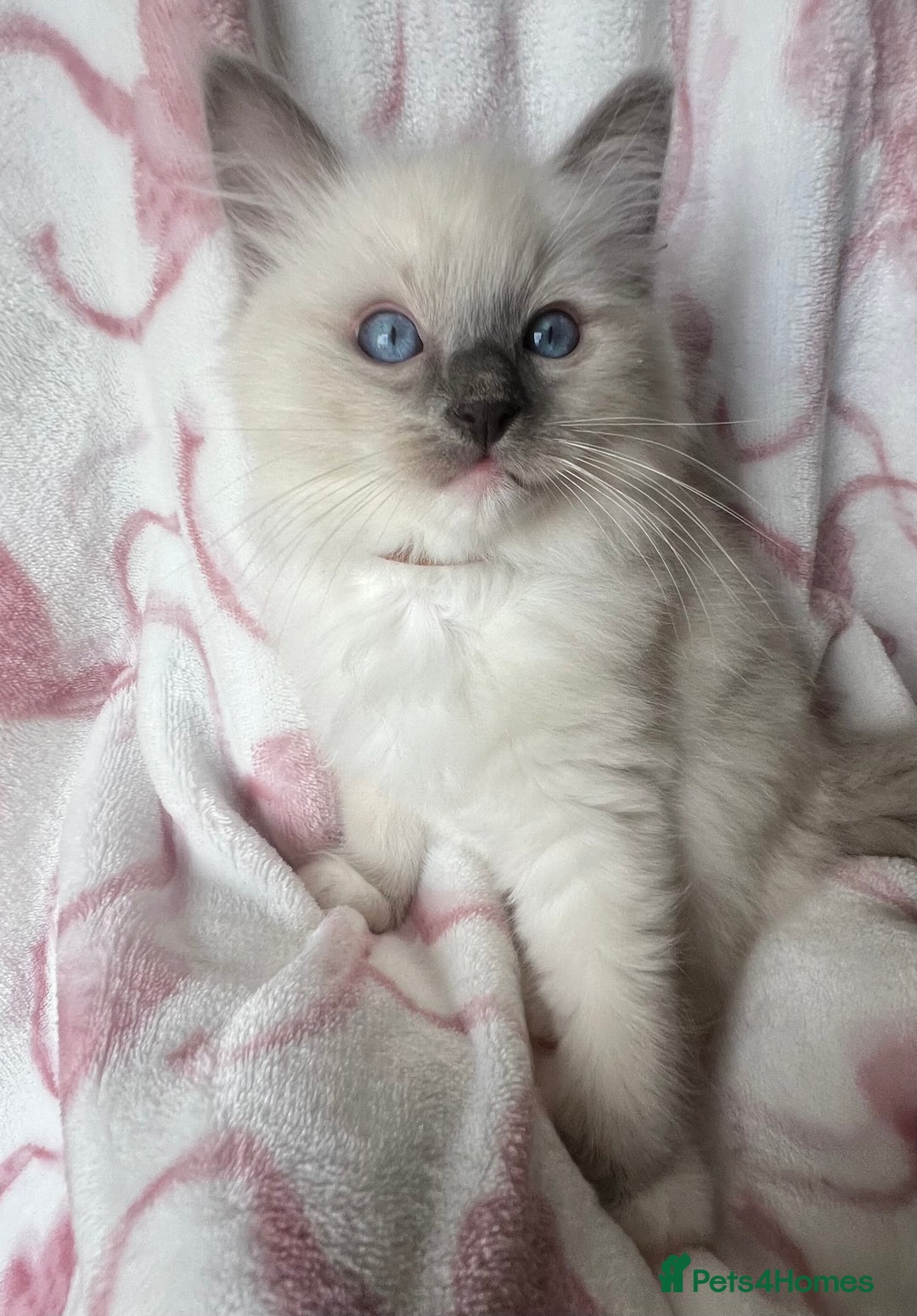 Ragdoll cats for sale: Ragdoll kittens  - Image 3
