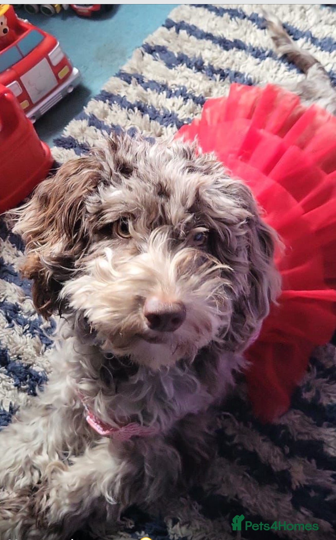 Cavapoo dogs for sale: Twinkle  - Advert 2