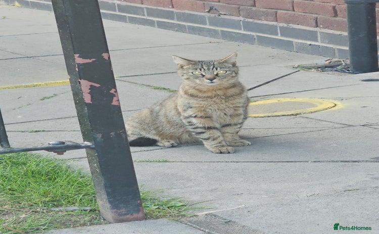 Tibetan cats - Advert 1