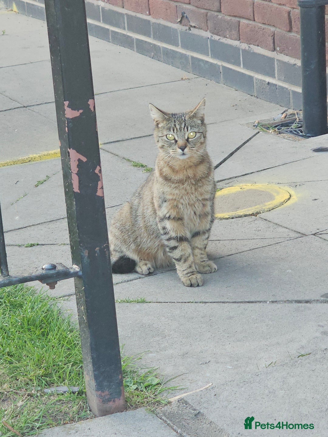 Tibetan cats for sale: Tabby cat - Image 1