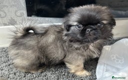 Mixed Breed dogs for sale: 4 fully vaccinated Tiny Pugingeses left  - Image 3