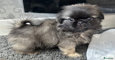 Mixed Breed dogs - Advert 2