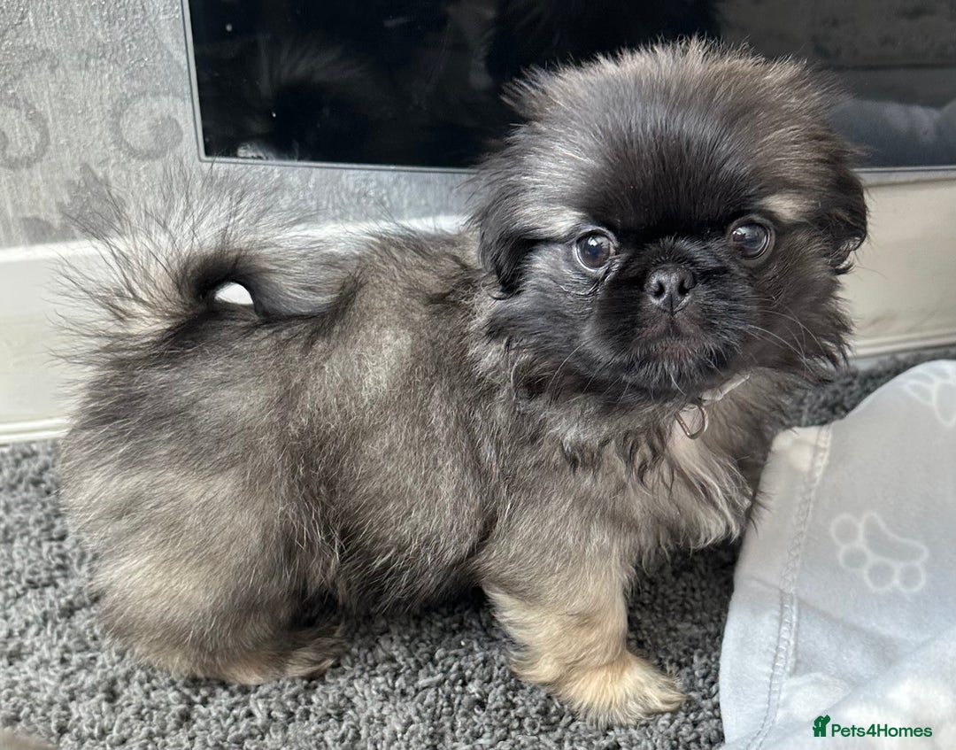 Mixed Breed dogs for sale: 4 fully vaccinated Tiny Pugingeses left  - Image 3