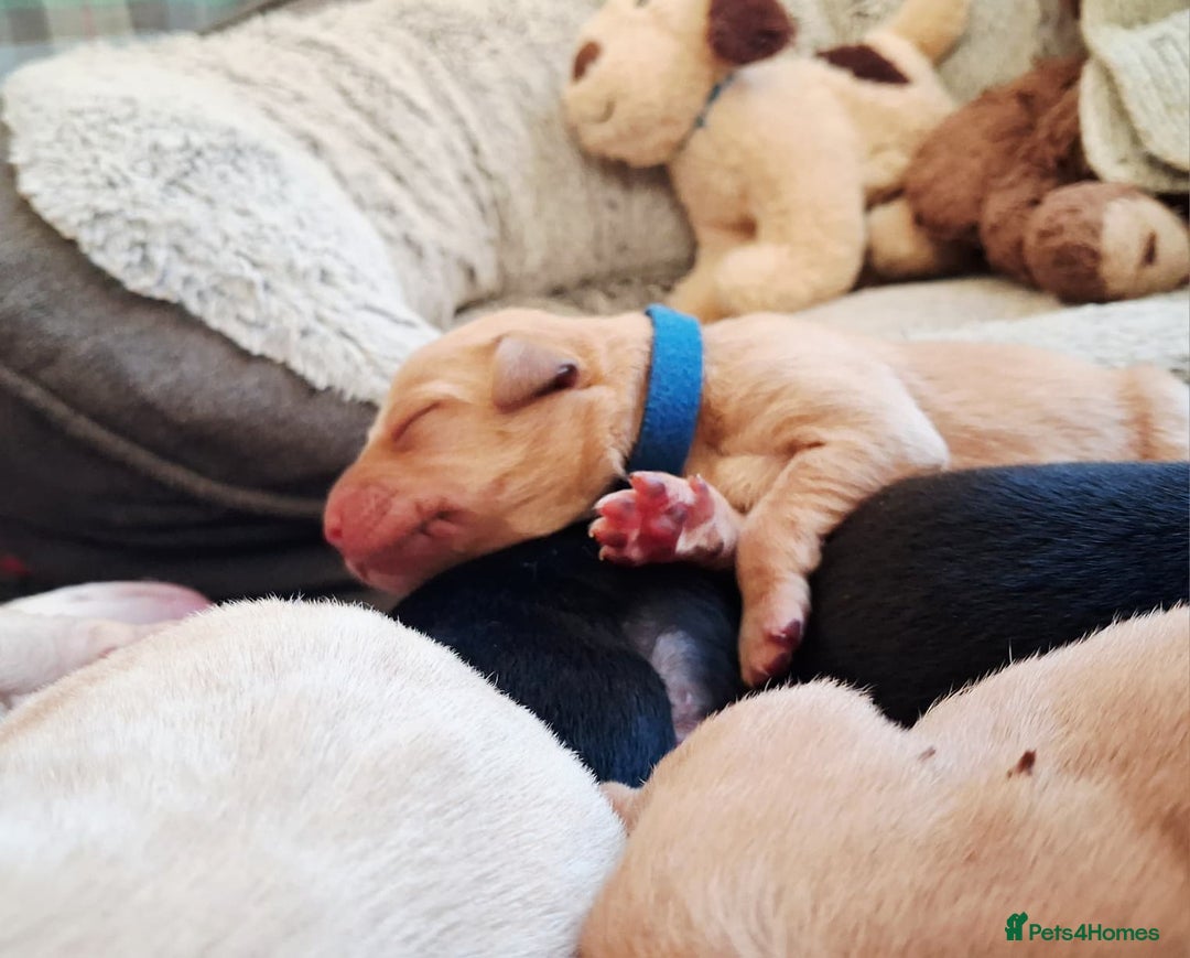 Labrador Retriever dogs for sale: Labrador Retriever Puppies (FIVE remaining) - Advert 16