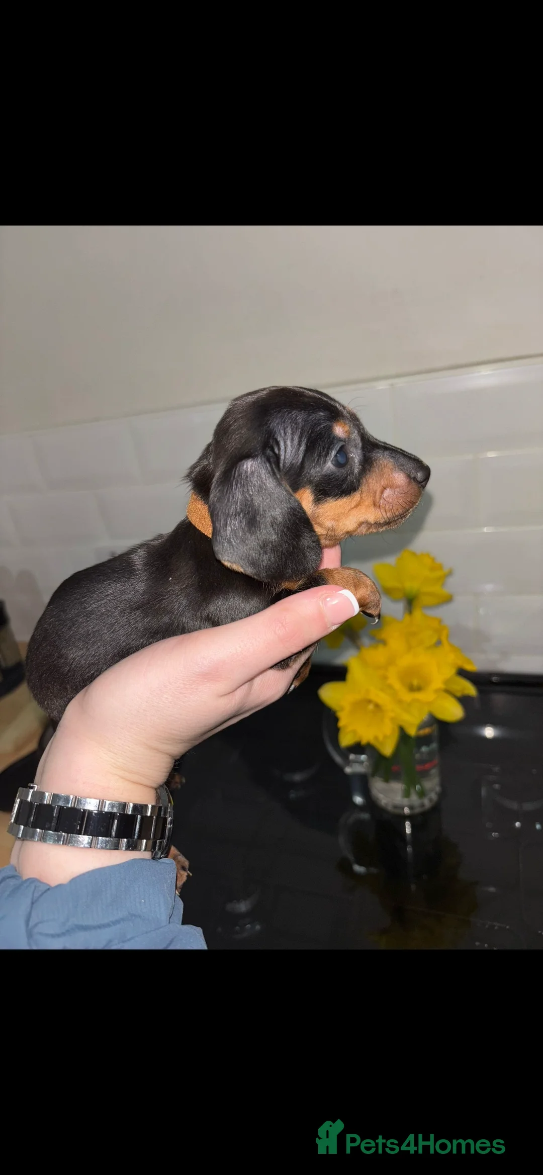 Dachshund dogs for sale: Miniature dachshund puppies  - Advert 9
