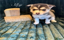 Pomsky dogs for sale: Beautiful husky marked Pomskies  - Image 18
