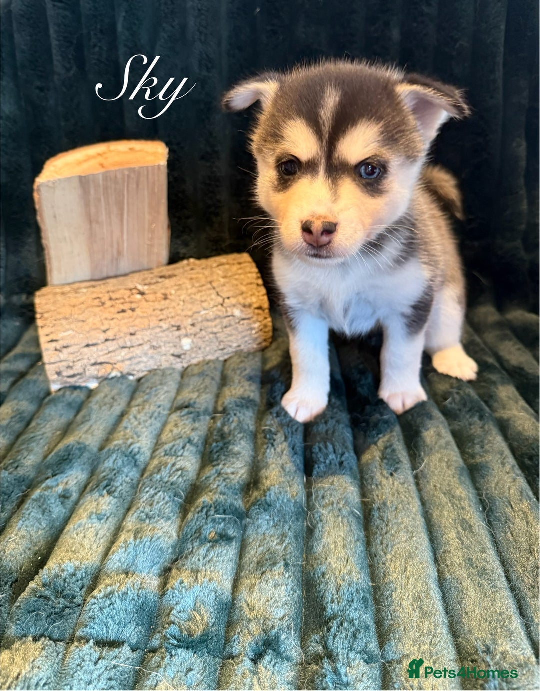 Pomsky dogs for sale: Beautiful husky marked Pomskies  - Image 18