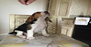 Beagle dogs - Advert 11
