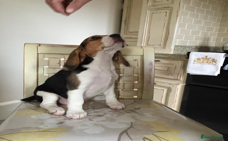 Beagle dogs - Advert 2