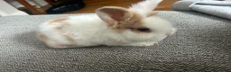Mini Lion Lop rabbits for sale:  Beautiful Mini Lionhead Rabbit Babies 🐰 in Birmingham - Advert 8