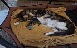 Maine Coon cats for sale: 100% Maine Coon Kittens DNA HEALTH TESTED PARENTS  - Image 4