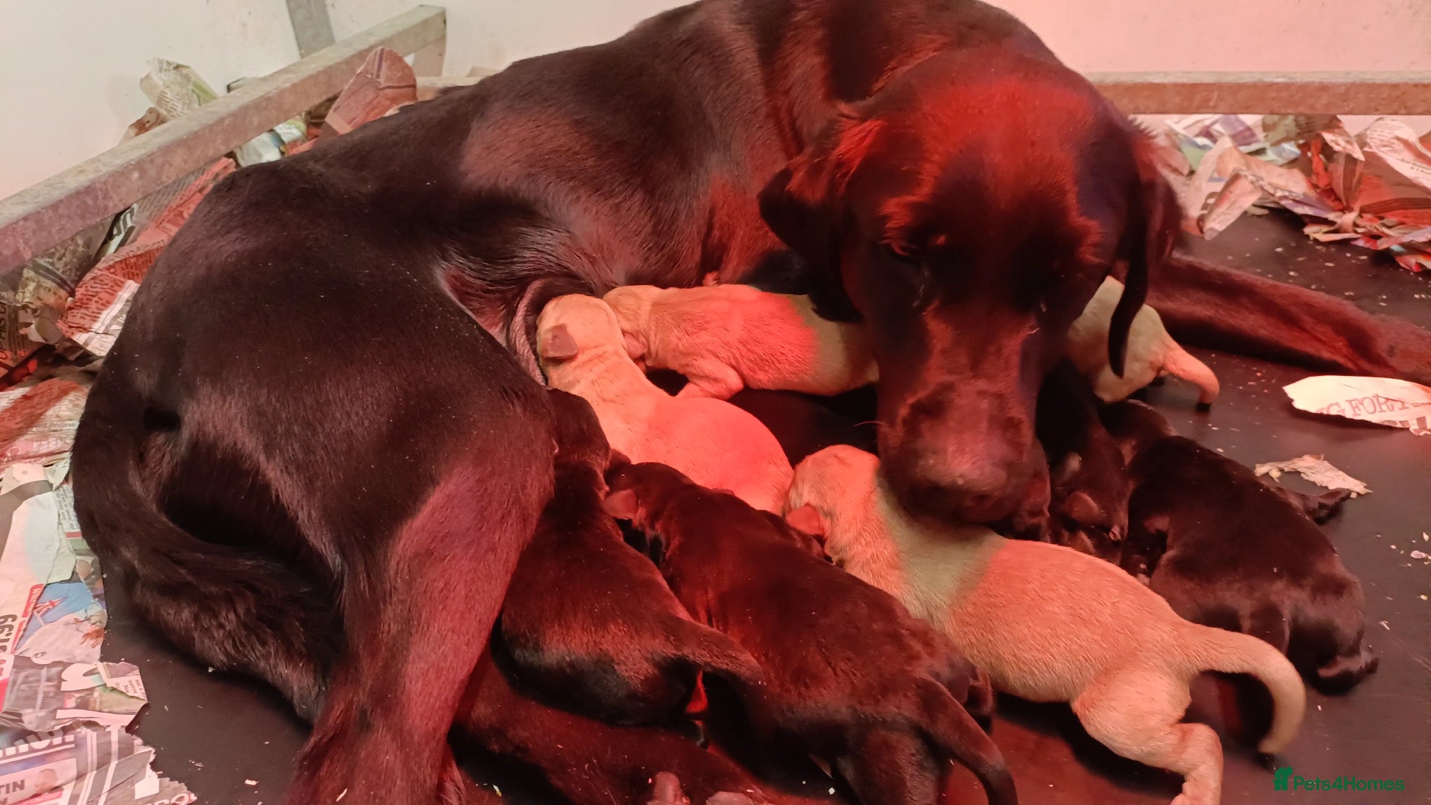 Labrador Retriever dogs Working Labrador, health tested parents - Advert 1