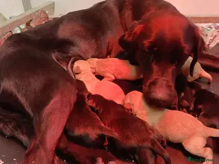 Labrador Retriever dogs for sale: Working Labrador, health tested parents - Advert 2