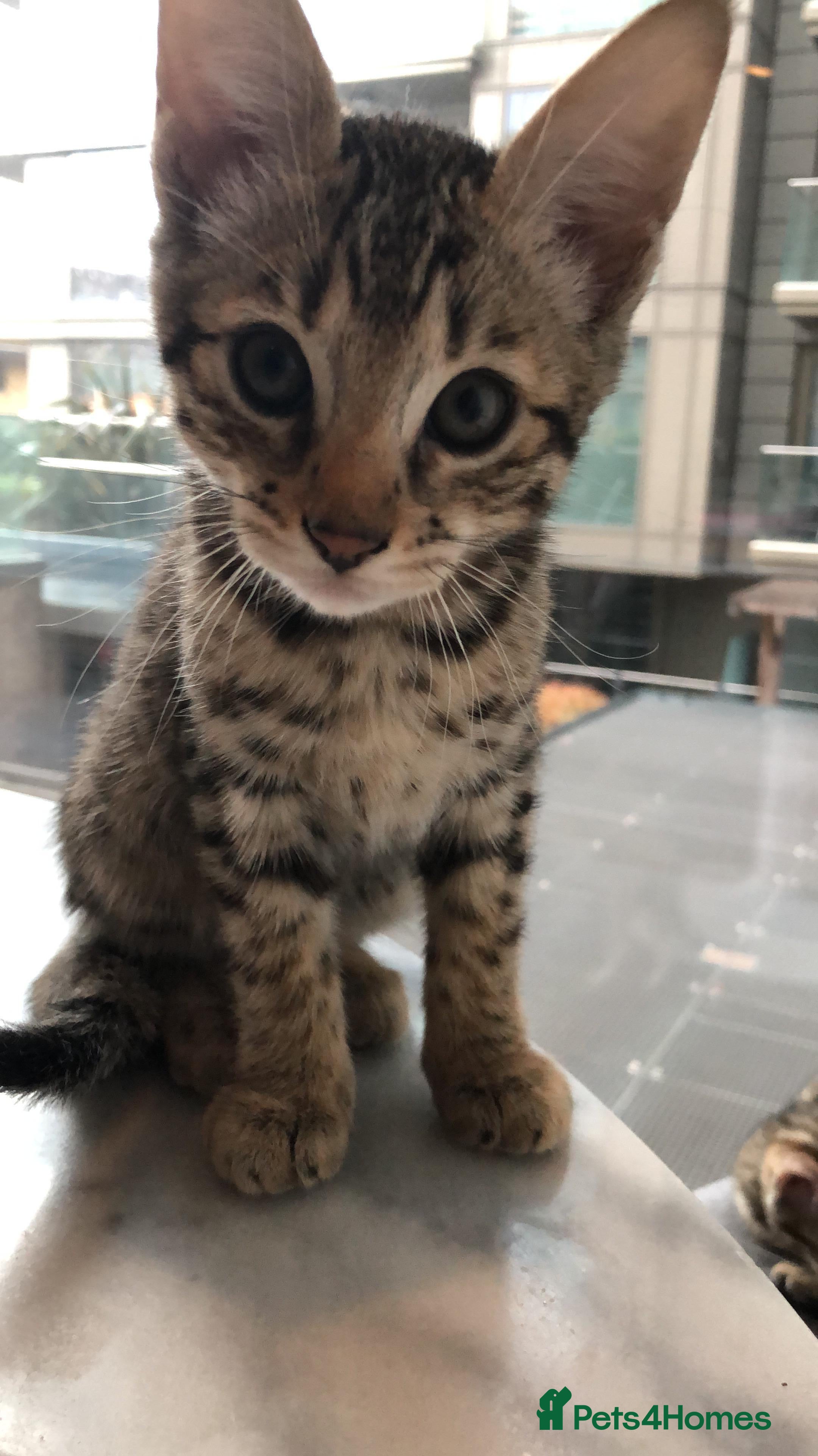 Mixed Breed cats Sepia Bengal X Savannah kittens Extremely rare  - Advert 11