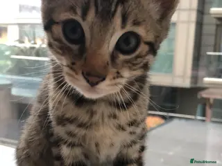 Mixed Breed cats Sepia Bengal X Savannah kittens Extremely rare - Advert 11