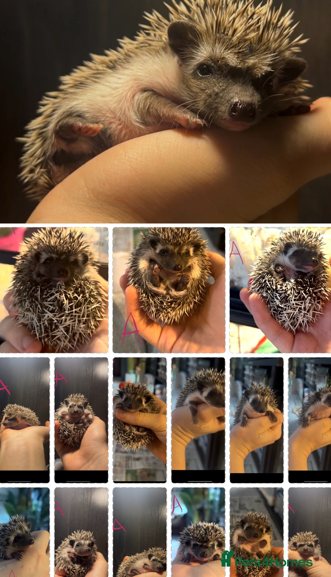 Pygmy Hedgehog rodents for sale: Gorgeous African Pygmy hoglets  - Advert 4